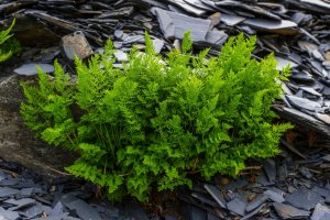 Jinořadec kadeřavý (Cryptogramma crispa) – J Need / Shutterstock