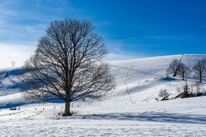 Zimní krajina, rostliny v období vegetačního klidu – JdelPhotos / Shutterstock