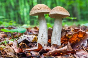 Kozák březový neboli špičník (Leccinum scabrum) – Liubomyr Tryhubyshyn / Shutterstock
