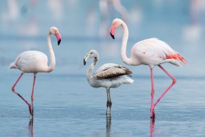 Plameňák růžový (Phoenicopterus roseus) – Jesus Cobaleda / Shutterstock
