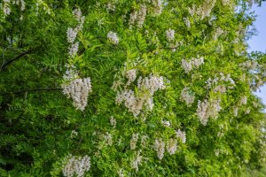 Trnovník akát (Robinia pseudoacacia) – Lukas Beno / Shutterstock