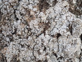 Parmelia physodes () – ANGHI / Shutterstock