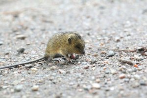 Myšivka horská (Sicista betulina) – Henri Koskinen / Shutterstock