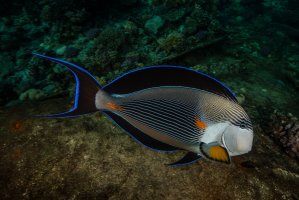 Bodlok rudomořský (Acanthurus sohal) – Gerald Robert Fischer / Shutterstock