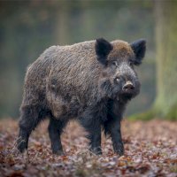 Prase divoké (Sus scrofa) – PhotocechCZ / Shutterstock