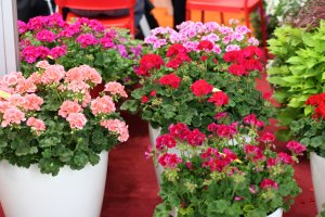 Různé druhy muškátů (Pelargonium) – znmysteryPhoto / Shutterstock