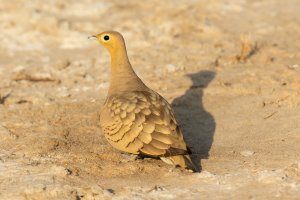 Stepokur hnědobřichý (Pterocles exustus) z řádu stepokurové – Joe McDonald / Shutterstock