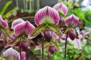 Orchideje rodu Paphiopedilum – pixy_nook / Shutterstock