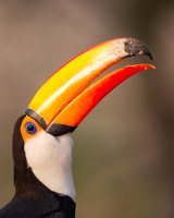 Mohutný zobák tukana obrovského (Ramphastos toco) – HillebrandBreuker / Shutterstock