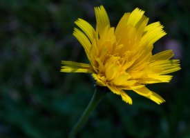 Jestřábník aurikula (Hieracium auricula; syn. Pilosella auricula), detail květu – venars.original / Shutterstock