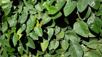 Řemdihák plstnatý (Uncaria tomentosa) – carlinhaitba / Shutterstock