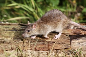 Potkan (Rattus norvegicus) – Erni / Shutterstock