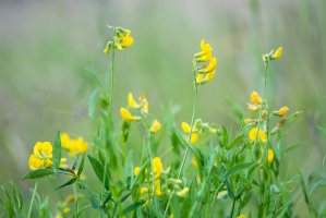 Hrachor luční (Lathyrus pratensis) – IanRedding / Shutterstock