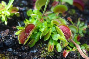 Mucholapka masožravá (Dionaea muscipula) – yakonstant / Shutterstock