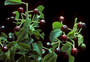 Mahalebka obecná (Prunus mahaleb), plody – COULANGES / Shutterstock