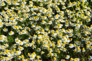 Kvetoucí pole heřmánku pravého (Matricaria chamomilla) – Maximillian cabinet / Shutterstock