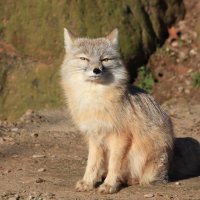 Korsak (Alopex corsac) – Christian Colista / Shutterstock