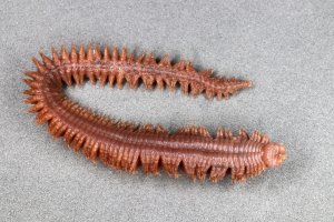 Mnohoštětinatec nereidka hnědá (Nereis pelagica) – photowind / Shutterstock