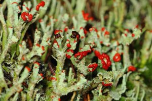 Lišejník dutohlávka červcová (Cladonia coccifera) – zdenek_macat / Shutterstock