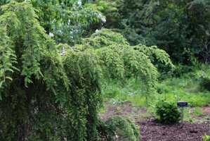 Jedlovec kanadský (Tsuga canadensis) – Tracy Immordino / Shutterstock