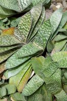 Gasteria pillansii – Nancy J. Ondra / Shutterstock