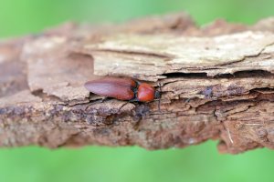 Kovařík rezavý (Elater ferrugineus) z čeledi kovaříkovitých – Tomasz Klejdysz / Shutterstock