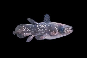 Latimérie podivná (Latimeria chalumnae) z čeledi Coelacanthidae – AlessandroZocc / Shutterstock