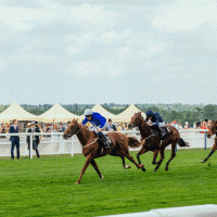 Ascot – Lana Yatsyuk / Shutterstock