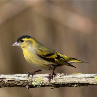 Čížek lesní (Carduelis spinus) – imageBROKER.com / Shutterstock