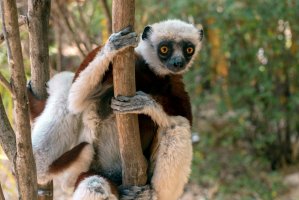 Sifaka černohlavý (Propithecus coronatus) – Miroslav Halama / Shutterstock