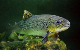 Pstruh obecný (Salmo trutta) – Kletr / Shutterstock