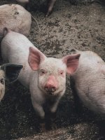 Prase domácí (<em>Sus scrofa domesticus</em>) – Dan Renco / Unsplash