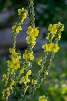 Divizna velkokvětá (Verbascum thapsiforme / Verbascum densiflorum) – Iva Vagnerova / Shutterstock