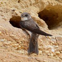 Břehule říční (Riparia riparia) – Michal Pesata / Shutterstock