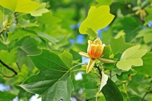 Liliovník tulipánokvětý (Liriodendron tulipifera) – Ilona5555 / Shutterstock