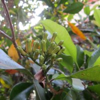 Hřebíčkovec kořenný (Eugenia caryophyllata) – Rasit Sukarno / Shutterstock