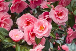 Kamélie japonská (Camellia japonica) – Ole Schoener / Shutterstock
