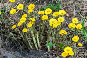 Podběl obecný (Tussilago farfara) – ASANDA ED / Shutterstock
