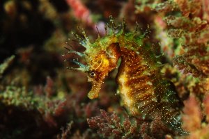 Koníček mořský (Hippocampus guttulatus) z řádu lalůčkožábrých – Rui Palma / Shutterstock
