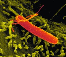 Helicobacter pylori – Profimedia.CZ