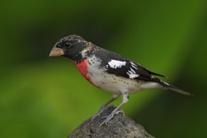 Dlaskovec růžovoprsý (Pheucticus ludovicianus) samec, Costa Rica – Ondrej Prosicky / Shutterstock