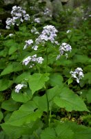 Měsíčnice vytrvalá (Lunaria rediviva) – Orest lyzhechka / Shutterstock