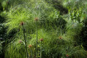 Šáchor papírodárný (Cyperus papyrus) – imageBROKER.com / Shutterstock