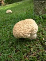 Měcháč písečný (Pisolithus tinctorius) – Chanachok Srangiem / Shutterstock