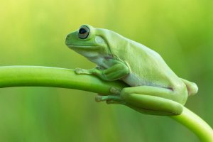 Rosnice siná (Litoria caerulea) z rodu rosnic – I Putu Krisna Wiranata / Shutterstock