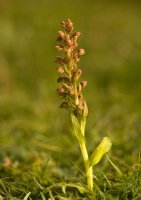 Vemeníček zelený (Coeloglossum viride) – Profimedia.cz