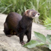 Tchoř tmavý (Putorius putorius) – Erni / Shutterstock