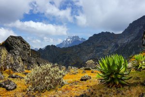Ruwenzori – Efimova Anna / Shutterstock