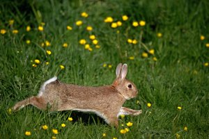 Králík divoký (Oryctolagus cuniculus) z čeledi zajícovitých – slowmotiongli / Shutterstock