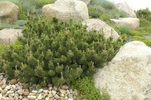 Borovice kleč (Pinus mugo) – Profimedia.cz